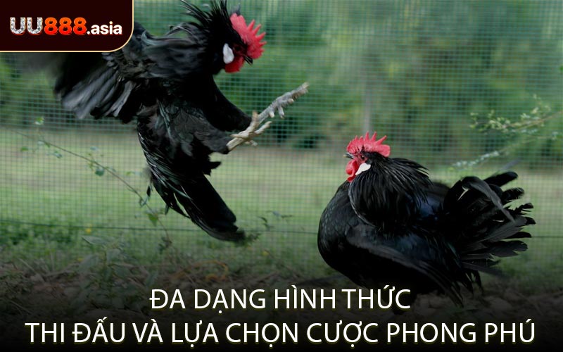 Đa Dạng Hình Thức Thi Đấu và Lựa Chọn Cược Phong Phú
