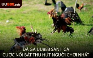 Đá gà UU888 Sảnh Cá Cược Nổi Bật Thu Hút Người Chơi Nhất