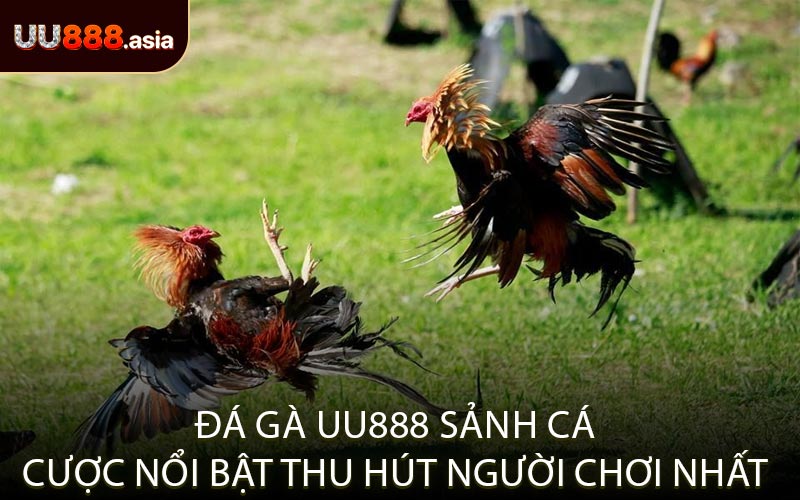 Đá gà UU888 Sảnh Cá Cược Nổi Bật Thu Hút Người Chơi Nhất