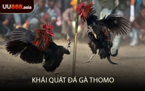 Khái Quát Đá Gà Thomo