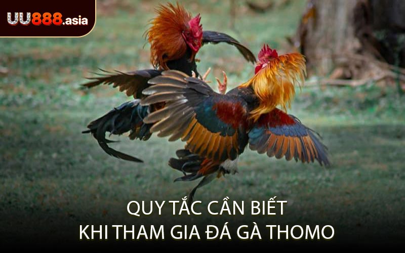 Quy Tắc Cần Biết Khi Tham Gia Đá Gà Thomo