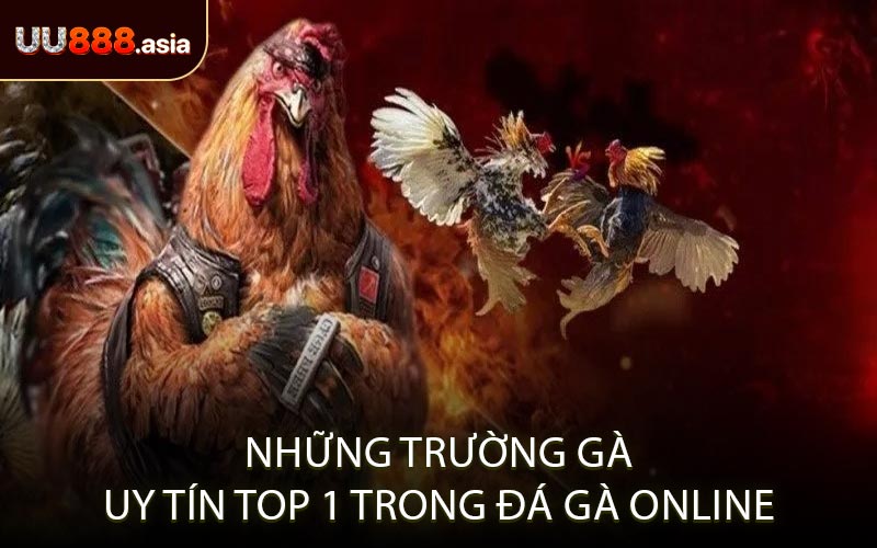 Những Trường Gà Uy Tín Top 1 Trong Đá Gà Online
